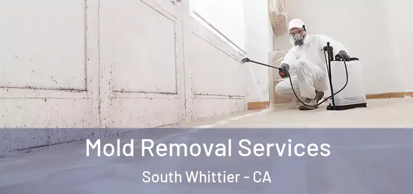  Mold Removal Services South Whittier - CA