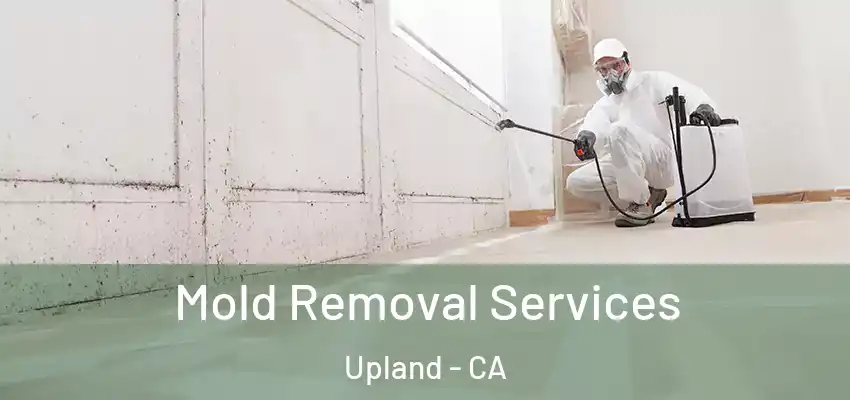 Mold Removal Services Upland - CA