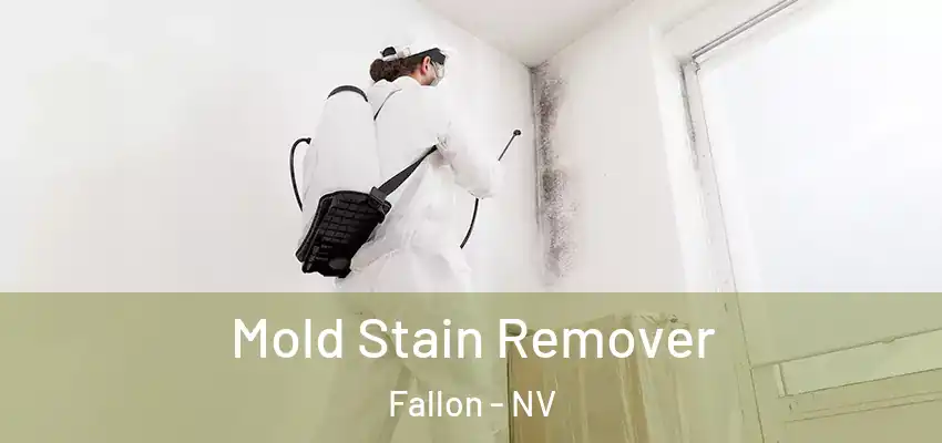  Mold Stain Remover Fallon - NV